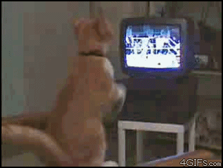 gallery_9_464_1080974.gif