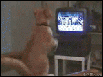 tn_gallery_9_464_1080974.gif