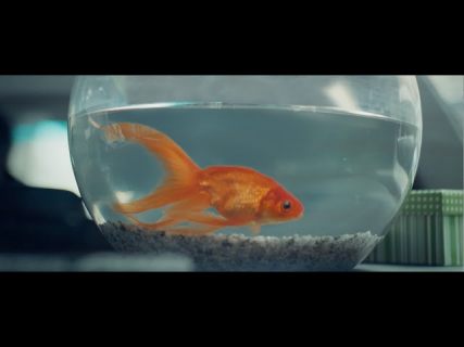 Российский видеоролик о ПДД победил на международном кинофестивале в Магадане « автомагадан